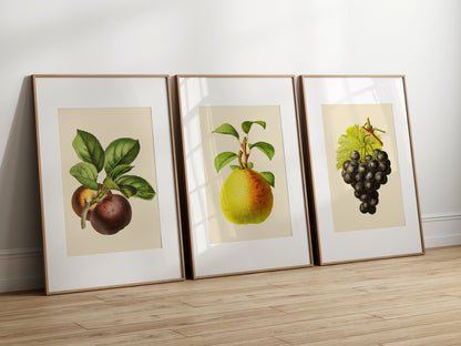 Vintage Fruit Print Set of 3- Professional Art Print Set - Kitchen Art, Botanical Art, 3 piece wall art,  Kitchen wall art, Art for Kitchen