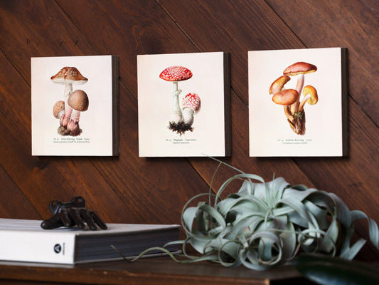Mushroom Wall Decor, Mushroom Art, Whimsical Wall Art, Nature Home Decor, Living Room Art Print - Set of 6" x 6" Wooden Photo Blocks